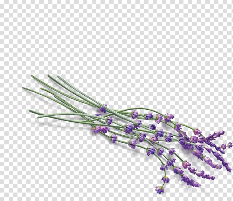 purple lavenders, Some Lavender transparent background PNG clipart