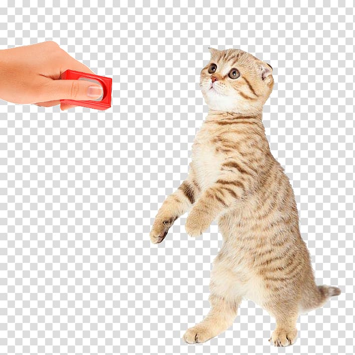 Cat Kitten Dog Toys, Cat transparent background PNG clipart