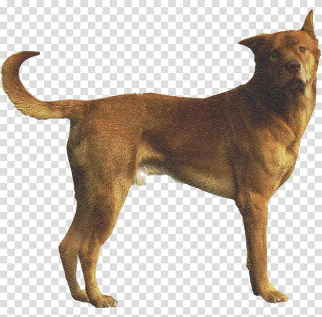 Dog breed Rare breed (dog) Phu Quoc Ridgeback Rhodesian Ridgeback Phú Quốc, others transparent background PNG clipart