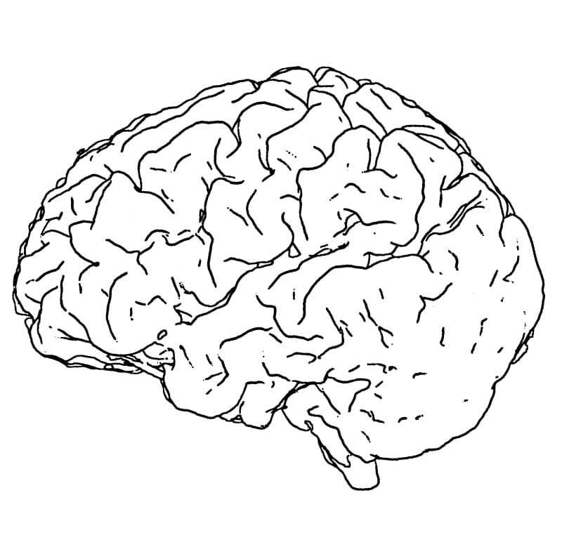 Human brain Line art Drawing Black and white, Brain transparent background PNG clipart