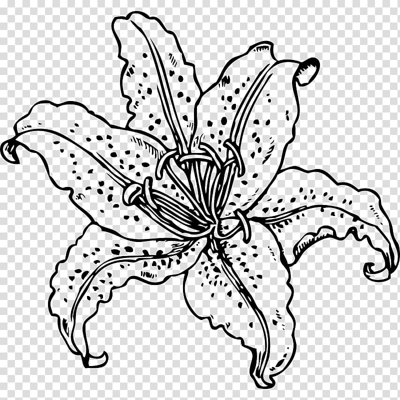 Tiger lily Easter lily Lilium candidum , Japanese Line Art transparent background PNG clipart