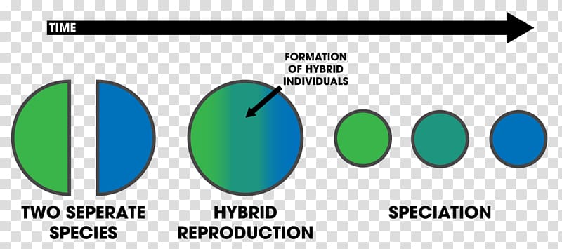 Hybrid speciation Introgression Logo, hybrid theory transparent background PNG clipart