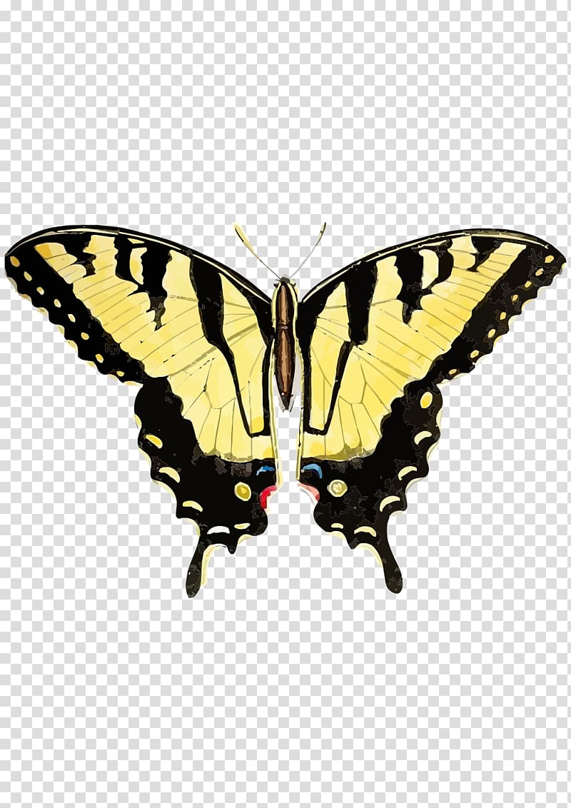 Swallowtail butterfly Insect Eastern tiger swallowtail Black swallowtail, butterfly transparent background PNG clipart
