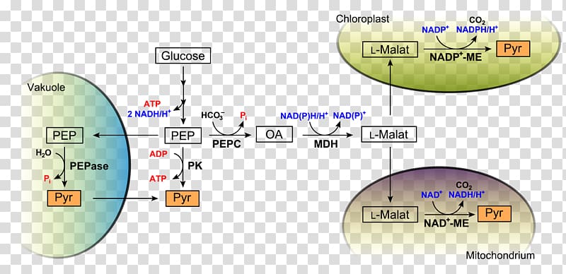 Glycolysis Metabolism Anaerobic organism Anaerobic respiration, Pep transparent background PNG clipart