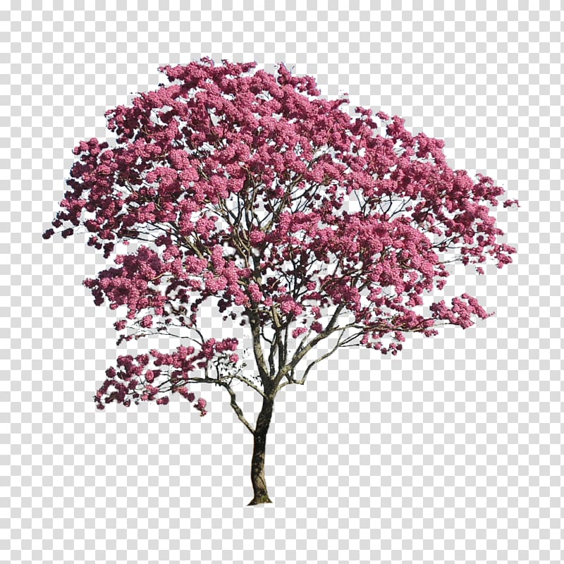 Landscape architecture Portable Network Graphics, amur maple tree pink transparent background PNG clipart