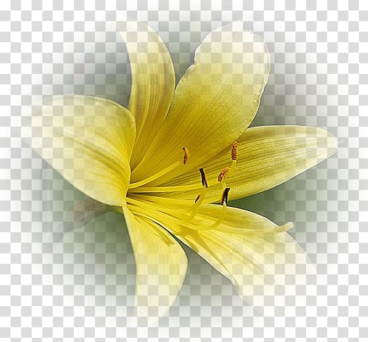 Yellow Flower Red White, flower transparent background PNG clipart