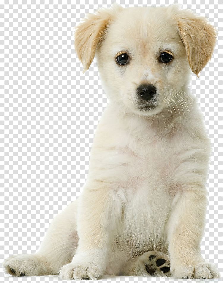 golden retriever puppy, Golden Retriever Siberian Husky Puppy Cuteness Pet, Pet dog transparent background PNG clipart