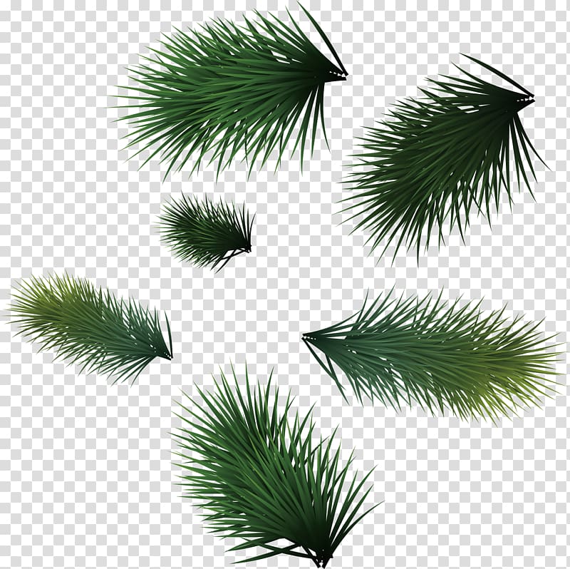 Christmas Leaf Icon, Green pine needles transparent background PNG clipart
