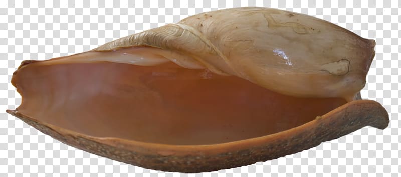 Seashell Clam Bivalvia Mollusc shell, sea shells transparent background PNG clipart