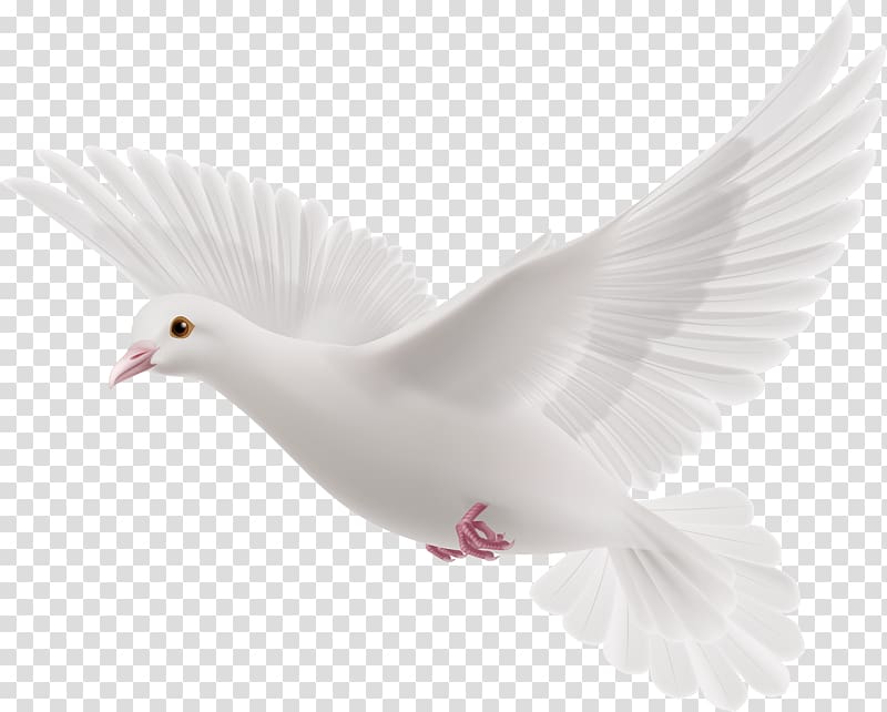 flying pigeons transparent background PNG clipart