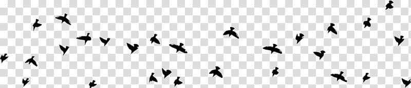 Animal migration Font Beak Feather Human migration, Real Birds transparent background PNG clipart
