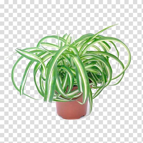 Chlorophytum comosum Houseplant Ornamental plant Flower, plant transparent background PNG clipart