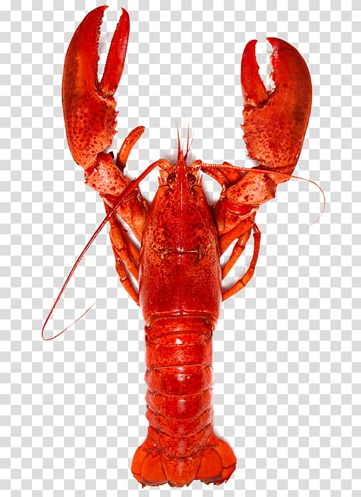 American lobster Homarus gammarus Fish soup Food Spiny lobster, cut back transparent background PNG clipart