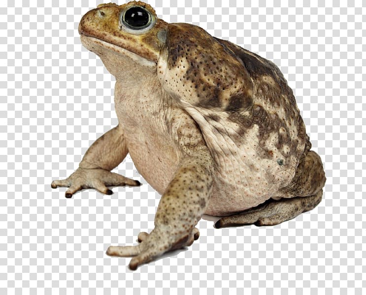 American bullfrog Cane toad Toads American toad, toad transparent background PNG clipart