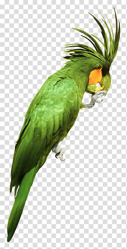 Parrot Bird Watercolor: Flowers Watercolor painting, Watercolor parrot, green parrot illustration transparent background PNG clipart