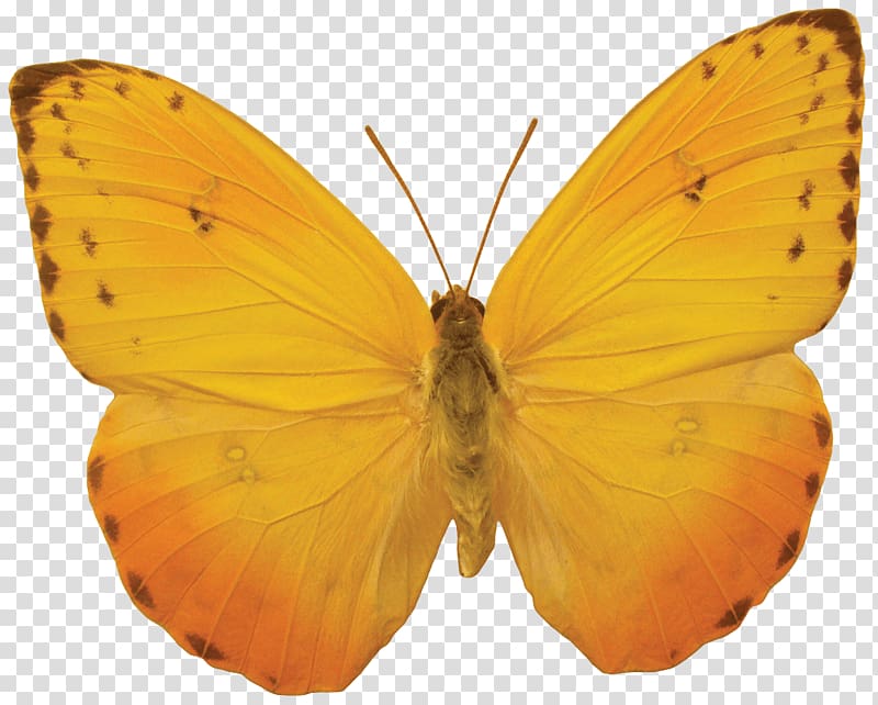 Butterfly , Orange Butterfly Butterflies transparent background PNG clipart