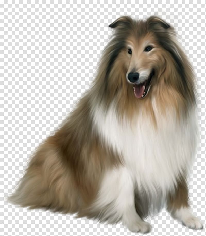 Scotch Collie Rough Collie Shetland Sheepdog Japanese Spitz, hand-painted puppy transparent background PNG clipart