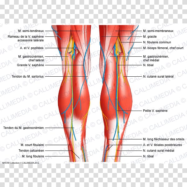 Knee Human body Anatomy Tendon Ligament, apparatus transparent background PNG clipart