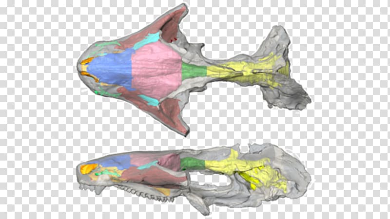 Museum of Comparative Zoology Maxillary sinus Harvard Department of Organismic and Evolutionary Biology, President And Fellows Of Harvard College transparent background PNG clipart