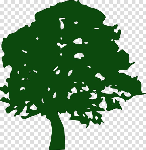 Oak Tree Giant sequoia , oak transparent background PNG clipart