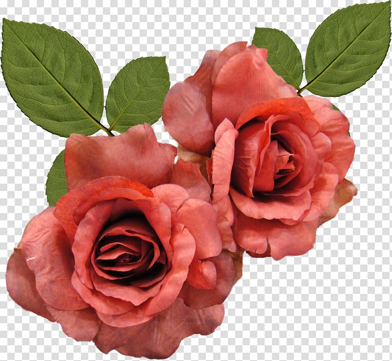 Rainbow rose Desktop Flower, white roses transparent background PNG clipart