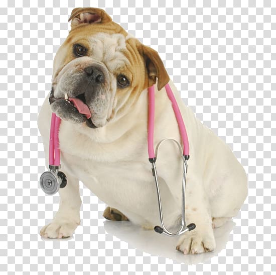 Bulldog Cat Pug Veterinarian Pet, Cat transparent background PNG clipart