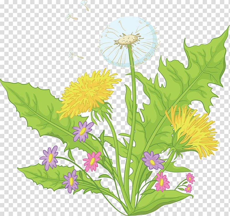 Common Dandelion Flower Drawing , Cartoon dandelion material transparent background PNG clipart
