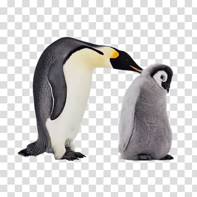 King penguin Emperor Penguin Gentoo penguin Antarctic, Penguin transparent background PNG clipart