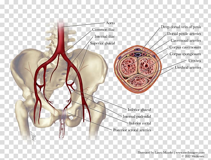 Pelvis Internal pudendal artery Aorta Claudication, others transparent background PNG clipart