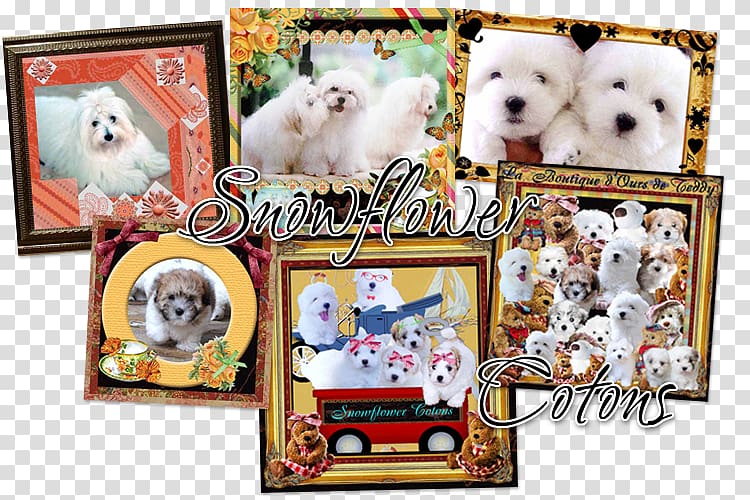 Coton de Tulear Toliara Animal Breed Puppy, snow flower transparent background PNG clipart
