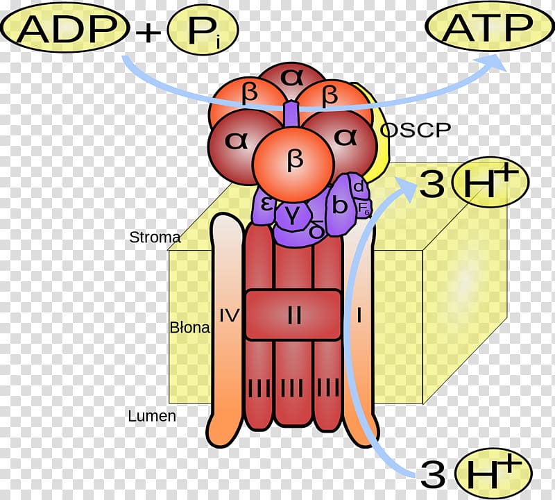 ATP synthase Adenosine triphosphate ADP/ATP translocase phosphorylation, atp transparent background PNG clipart