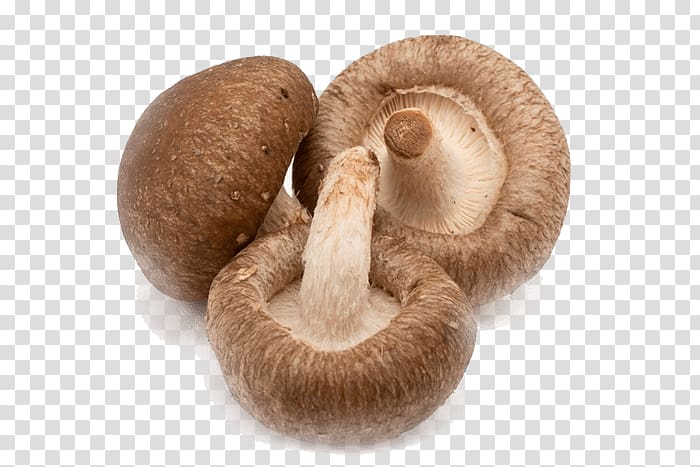 Shiitake Fungus Mushroom Food Medicinal fungi, mushroom transparent background PNG clipart