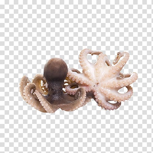 Octopus Squid as food, primo piatto transparent background PNG clipart
