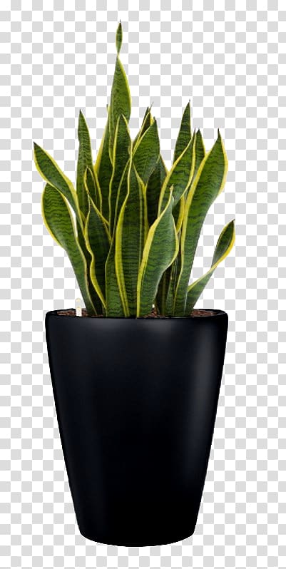 Fabra Observatory Leaf Flowerpot Houseplant, plant transparent background PNG clipart