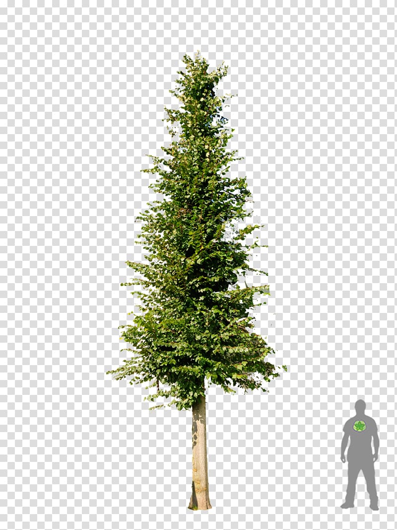 Christmas tree Pine Fir Spruce, shrubs transparent background PNG clipart