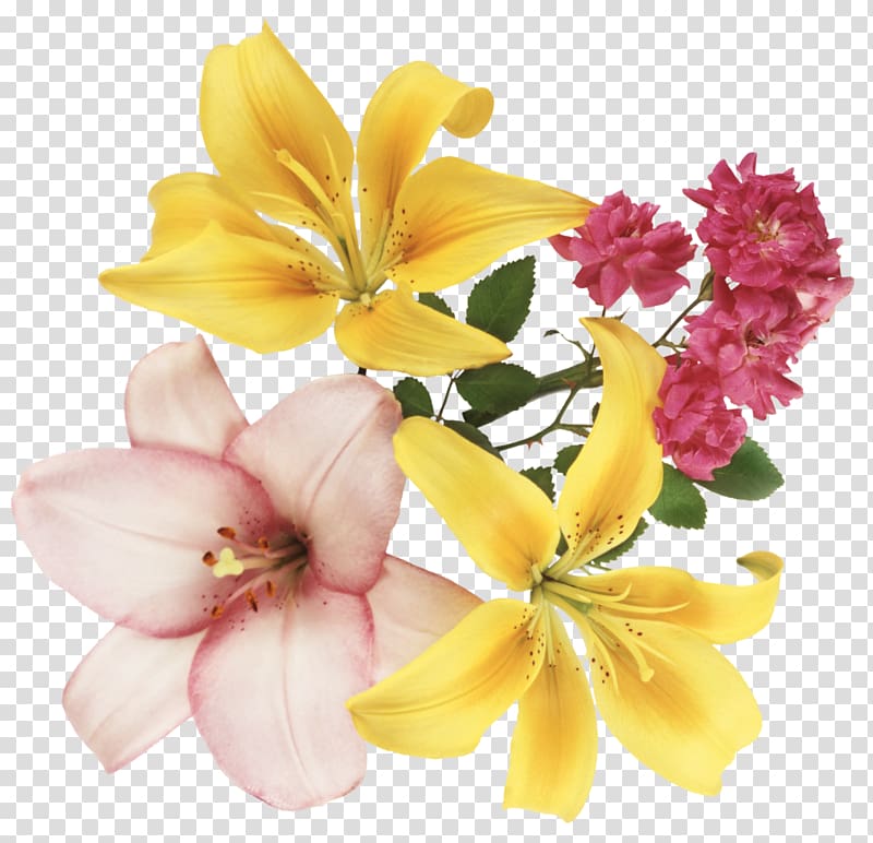 Festival of the Flowers, FLORES transparent background PNG clipart