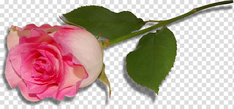pink rose flower, Garden roses Centifolia roses Floral design Pink Cut flowers, Large Pink Rose transparent background PNG clipart