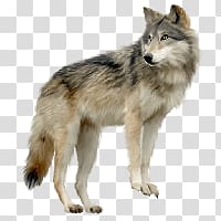 Wolf transparent background PNG clipart | HiClipart