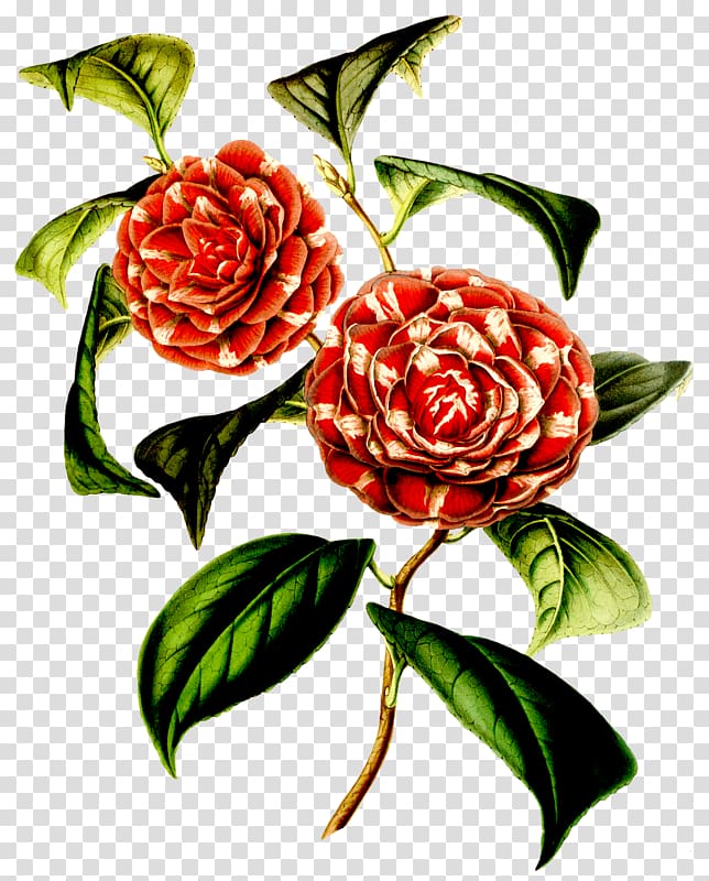 Garden roses Floral design Japanese camellia Flower Botany, flower transparent background PNG clipart