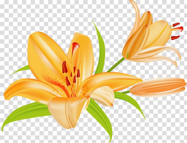 Tiger lily Lilium bulbiferum Easter lily , Microsoft Tigers transparent background PNG clipart