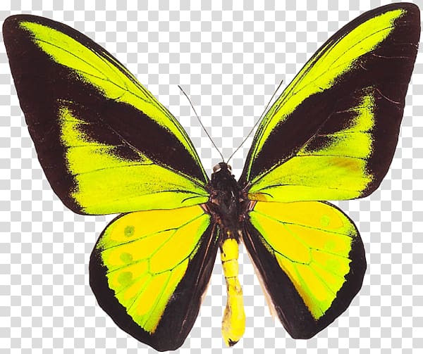 Monarch butterfly Gossamer-winged butterflies Ornithoptera goliath Birdwing, butterfly transparent background PNG clipart