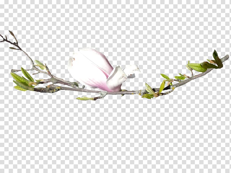 Flower Floral design Bud Tree, Spring flower transparent background PNG clipart