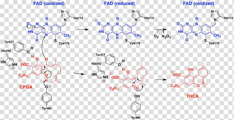 Tetrahydrocannabinolic acid synthase Decarboxylation Enzyme Cannabinoid, Mechanism transparent background PNG clipart