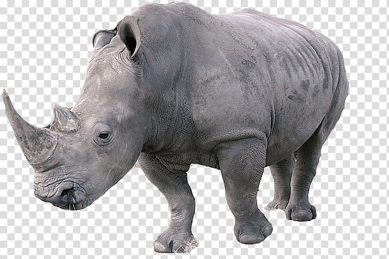 rhinoceros art, Rhinoceros Left transparent background PNG clipart