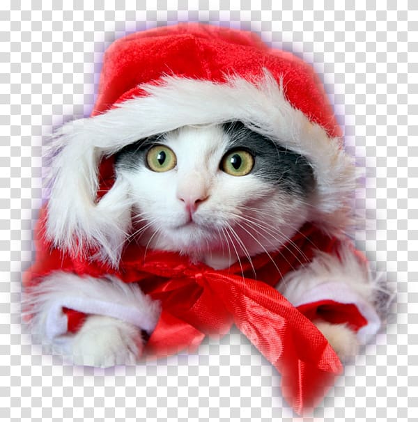 Kitten Puppy Cat Dog Christmas, kitten transparent background PNG clipart