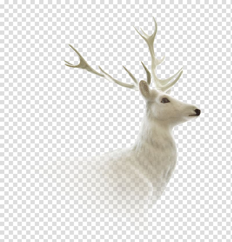 deer transparent background PNG clipart