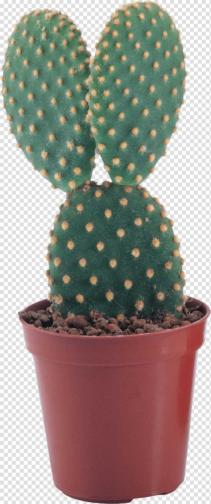 Pilosocereus Succulent plant , cactus transparent background PNG clipart