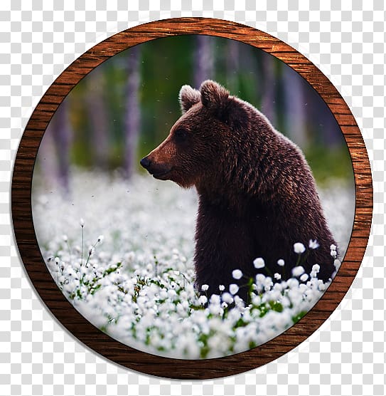 Grizzly bear Wildlife Alaska Peninsula brown bear Terrestrial animal, bear transparent background PNG clipart