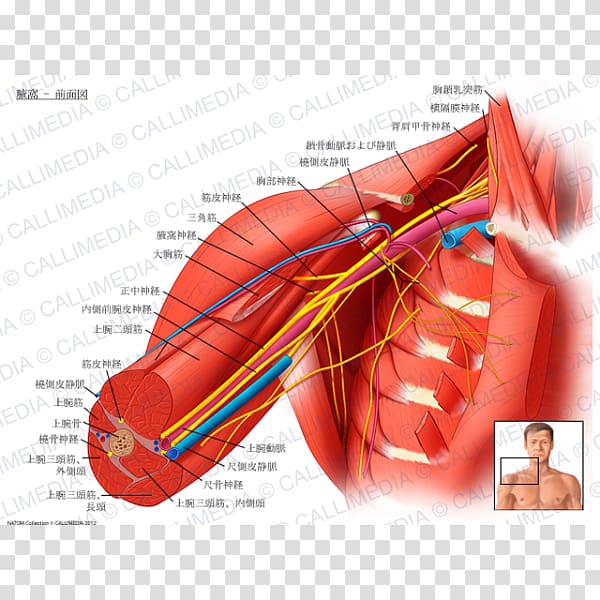 Axillary nerve Axillary artery, Fossa transparent background PNG clipart