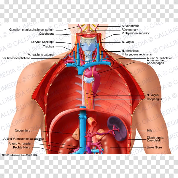 Thorax Human body Organ Human anatomy, heart transparent background PNG clipart
